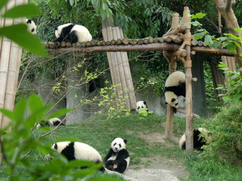 熊猫基地.jpeg 熊猫基地.jpeg