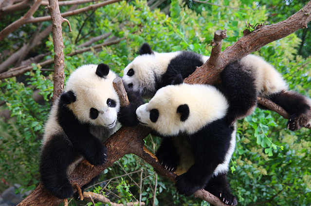 熊猫3.jpg 熊猫3.jpg