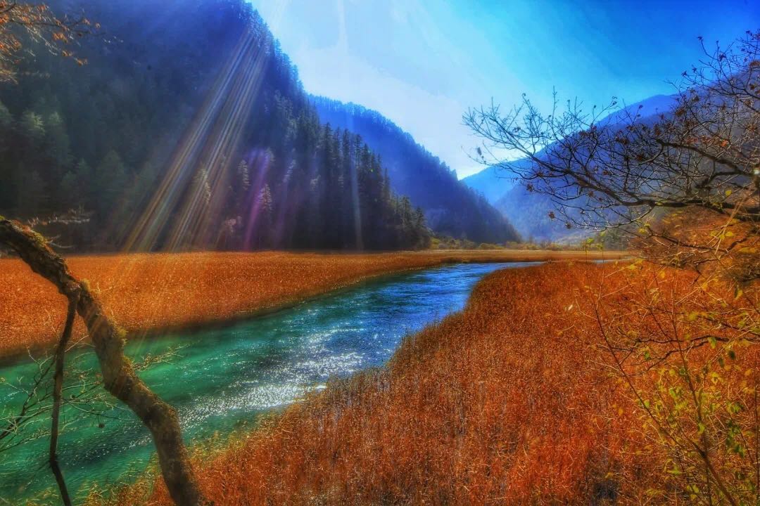 九寨沟芦苇海.jpg